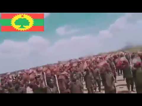 WBO lammiisaaf wabii ta'e 💪