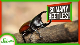 Why Are There So Many Beetles?