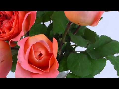 Orange Garden Roses - Garden Rose Rene Goscinny