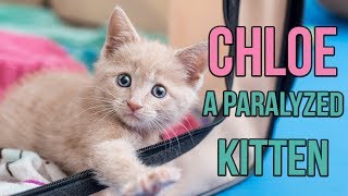 Rescuing Chloe, a Paralyzed Kitten