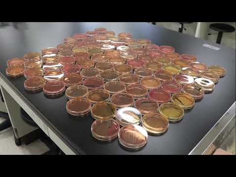食品生命科学科～実習をのぞいてみよう！