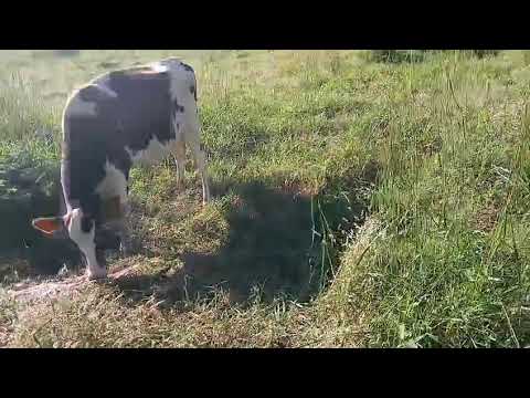 Disponible novilla recién parida cria hembra en Sonsonate santo domingo de Guzmán WhatsApp 60632341