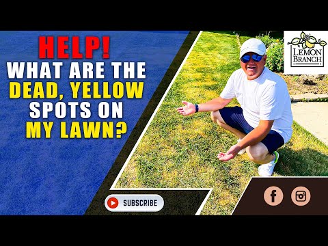 Help!  What are the dead, yellow spots on my lawn?/Lawn Care Tips