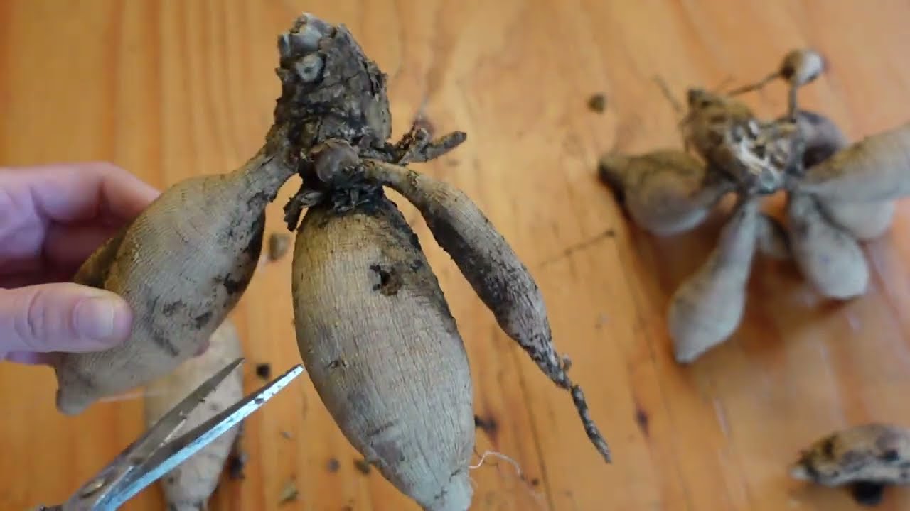 Dividing Dahlia Tuber Clumps & Pre-sprouting Dahlia Tubers to Take Dahlia Cuttings