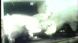 Wizo- Die letzte Sau