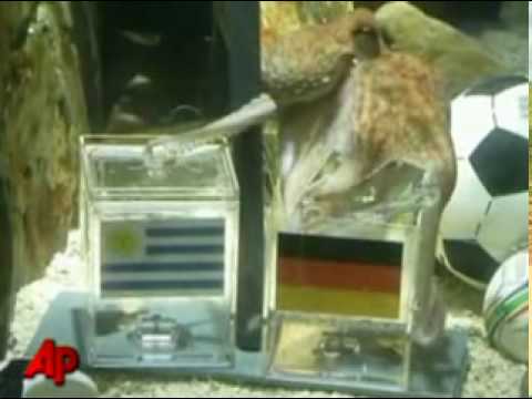 Paul The Octopus   Prediction 7 World Cup 2010   Germany V Uruguay