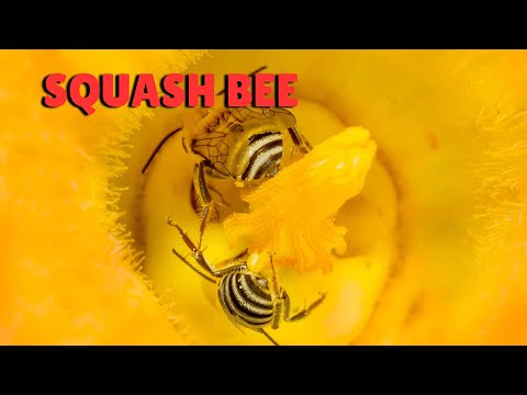 Squash Bee – The Secret Pollinator of Pumpkins and Squash