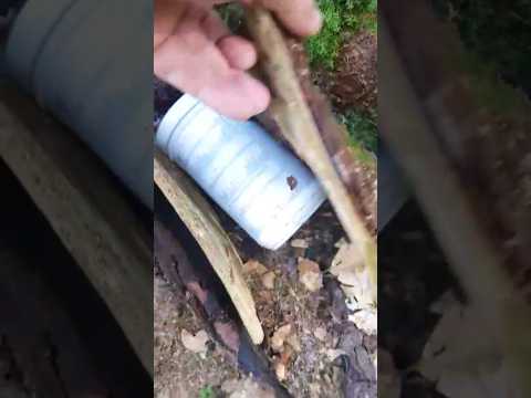 #shorts #geocaching #schleswigholstein #nature #germany #fun #beautiful #forest #hashtag