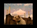 Pink Floyd - You've Got to Be Crazy (lyric video ...