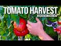 HUGE Tomato Harvest ASMR Nature Sounds Only ‍
