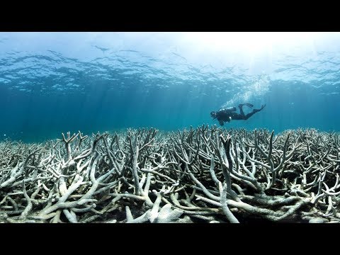 STUDY: the oceans are dying, and if they die, we die - Green - News
