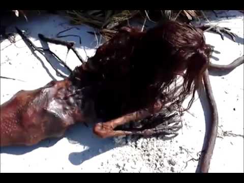 download lagu mp3 mp4 Mermaid Mummy, download lagu Mermaid Mummy gratis, unduh video klip Mermaid Mummy