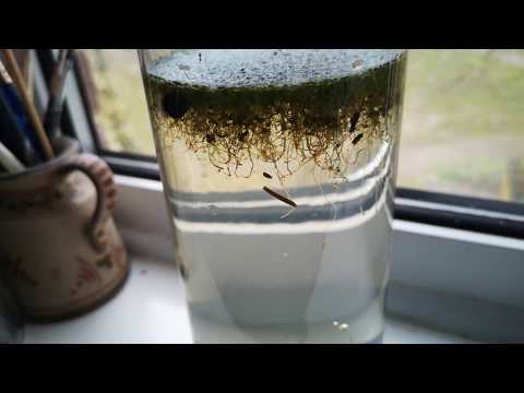 What Happens When You Keep a Jar of Pond Water?