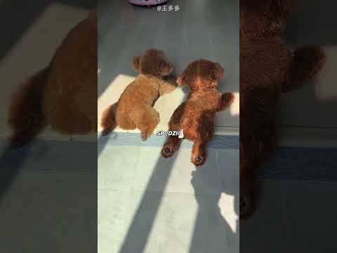 „Dzień zabawy w hotelu z małym pieskiem”