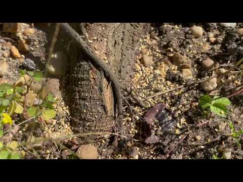 Ants Attracted to Our Bait in Jackson, NJ