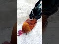 Ayam Efek Lockdown