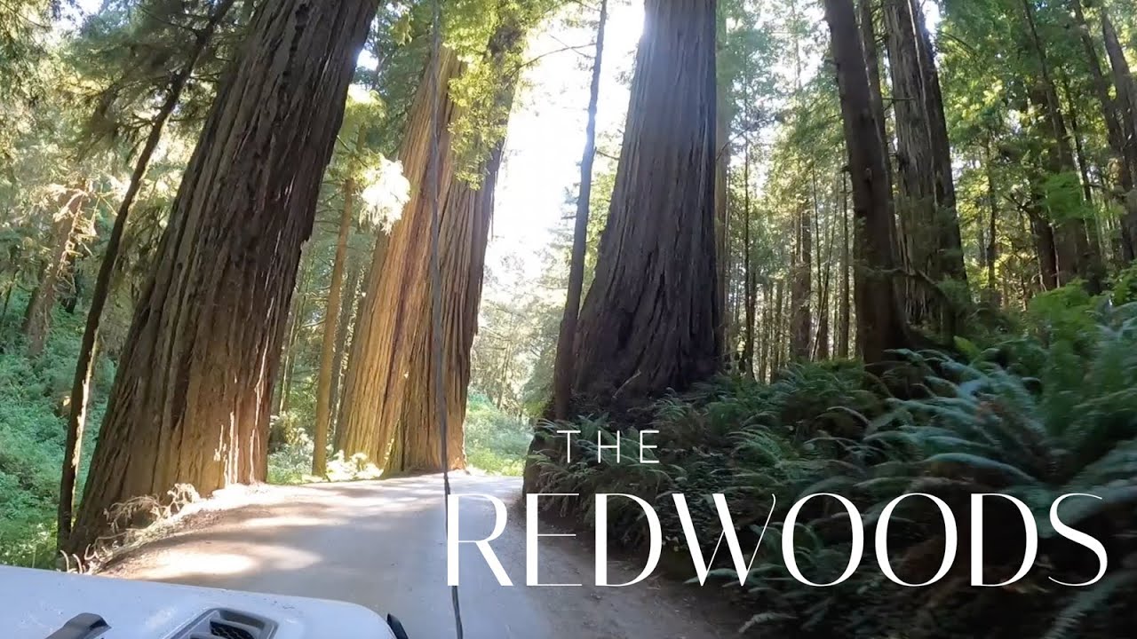 Our Last Stop: The Redwoods - The Lazy Geckos