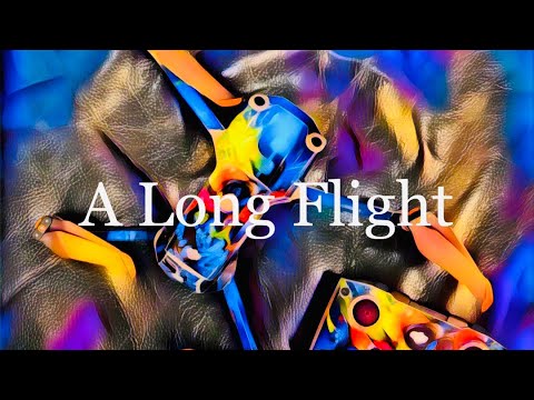 A Long Flight…Along the Beach…After Dark