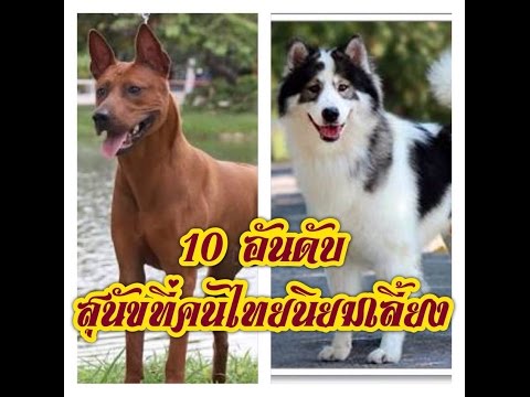 ขิงเป็นยาโป๊ Jelqing เพิ่มขึ้นสมาชิก