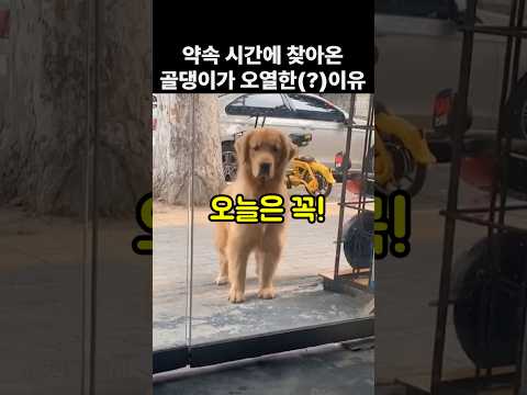 가게 앞에서 댕댕이가 오열한 이유. 개웃김