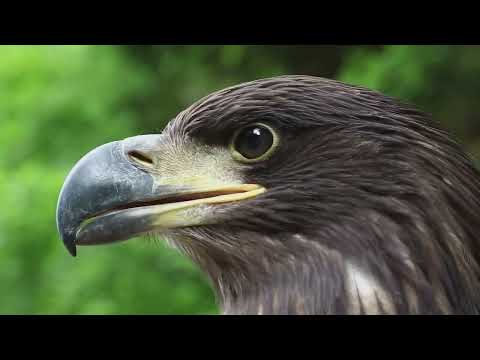 Eagle Vision: How Far Can Eagles See?