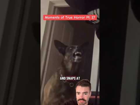 Dog turns DEMONIC behind owner’s back… #morbidfacts