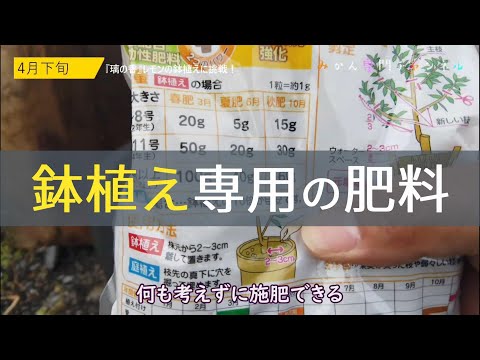 鉢植えの柑橘類に適した肥料は何ですか? 天然肥料のアイデア