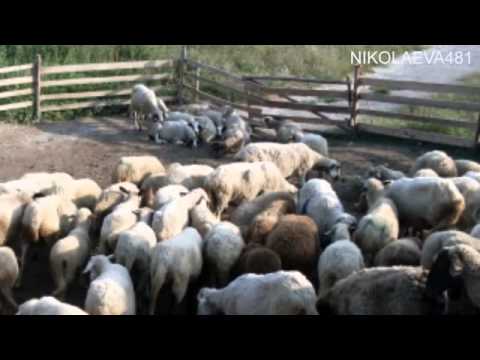 Заблеяло ми е агънце