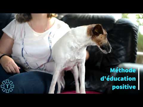 TIPAW | Le Fox-Terrier | Description de race