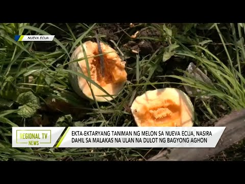 Regional TV News: Ekta-ektaryang taniman ng melon sa Nueva Ecija, nasira dahil sa Bagyong Aghon