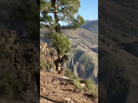 Cuevas de Caballero, Gran Canaria, Spain, 12 January 2024