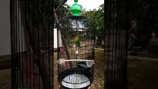 Download lagu #Jantankonslet #LBkonslet  LOVEBIRD JANTAN KONSLET GELENG KEPALA, MEWAH mp3