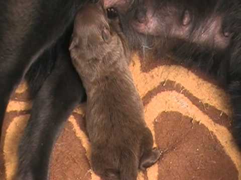 Yang e sua filhinha "Mina" quinto dia...oito tetas cheias de leitinho só para a bebezinha...