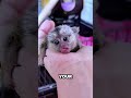 The World's Smallest Monkey Fits on Your Finger! 🐒 #animals #cute #monkey #marmoset