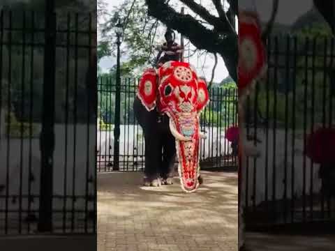 Thedini Viraja #song #singing #music #thevoice #coversong #tusk #elephant #perahara #thedini viraja