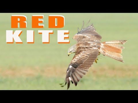 Red Kite birds of prey in flight comparison