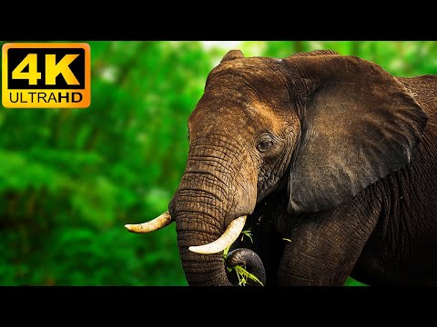 4K Ultra HD Video of Wild Animals - 11 HOURS 4K Wildlife Scenery with Relaxing Music
