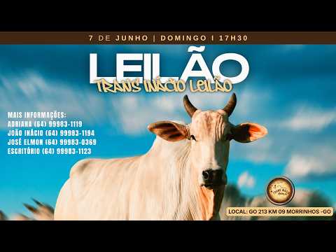 Leilão de Gado em MORRINHOS-GO, 07/06/2026  TransInácio Leilão - 18:00 Hs - Presencial e virtual.