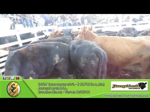 19-07-19 - Venta de Vientres - Jauregui Lorda S.R.L. - Brandsen