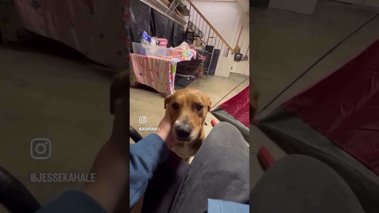 Enlarge Venus, a ADOPTABLE mixed breed in Huntington Beach, CA video 6/6