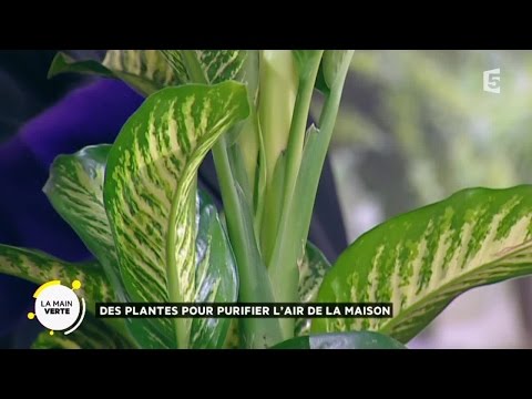 Des plantes pour purifier l’air de la maison