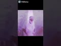 LDF Mass Videos
