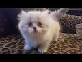 Lambkin - Lambkin girl kitten