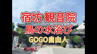 宿坊 観音院 鳥の水浴び（2025.6.30）