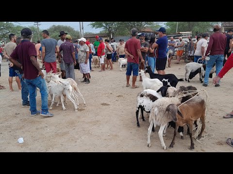 Feira de Animais em Santa Cruz do capibaribe Pernambuco 09/03/2026.
