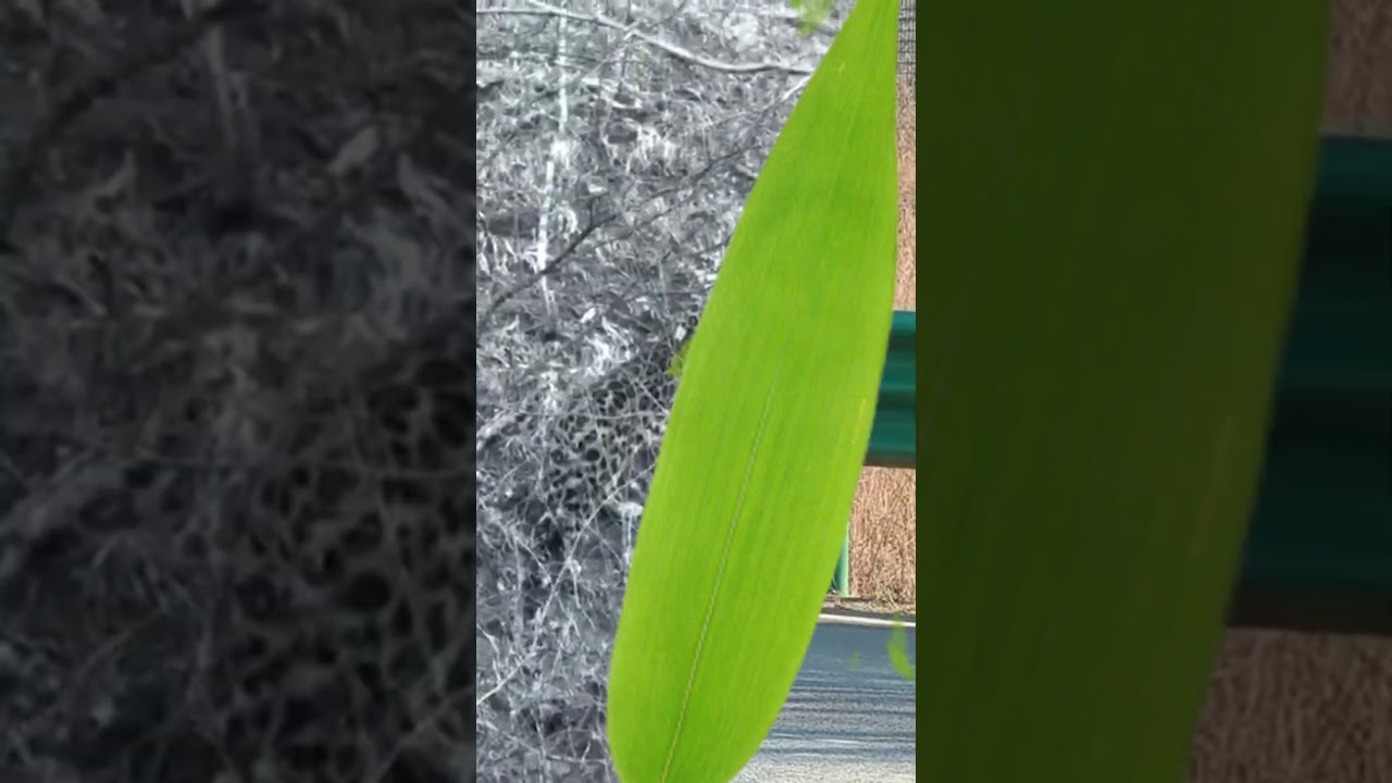 野生動物が中国・琿春の公道を散歩する。人々は自ら車を止めて道を譲る。これこそが最もリアルな生態保護と調和の共存である。