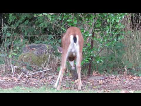 08/20/15 Black-Tail Buck v/s Velvet & Peregrine Falcon