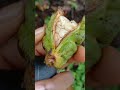 KOLANUT