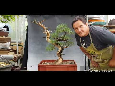Bonsai-Formowanie Mugo yamadori w stylu Bunjin@akinabonsai