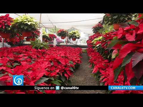 Video: Productores de Xochimilco ofrecen flor de nochebuena para adornar hogares en esta navidad